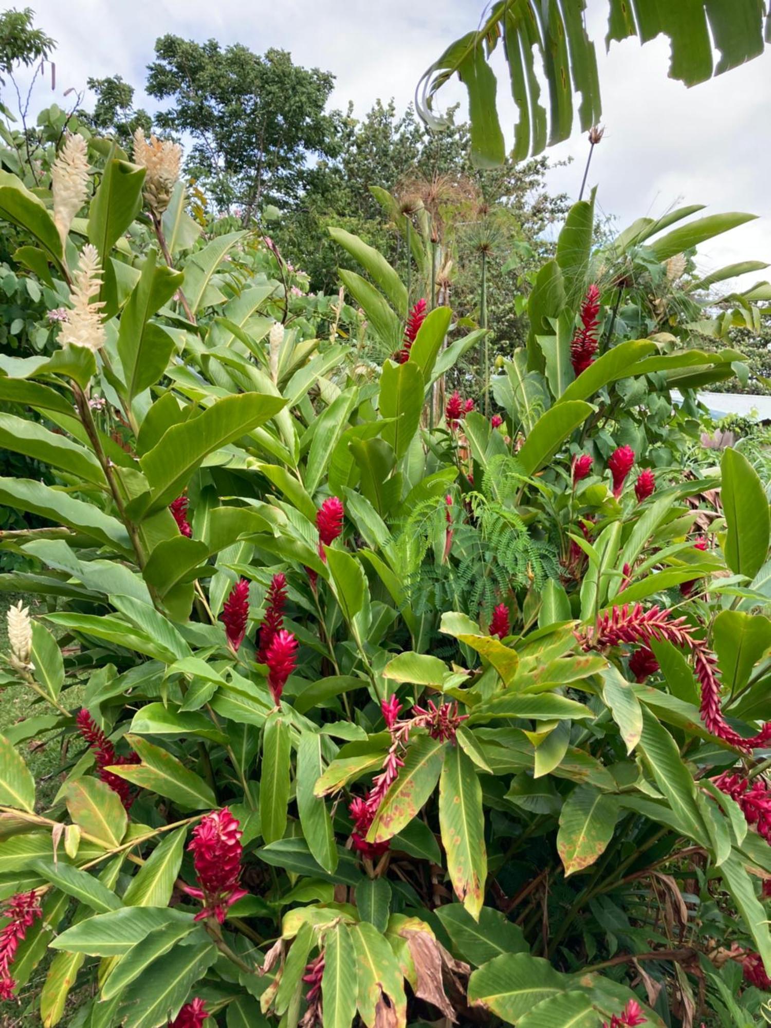 La Siguine Villa Gourbeyre Buitenkant foto