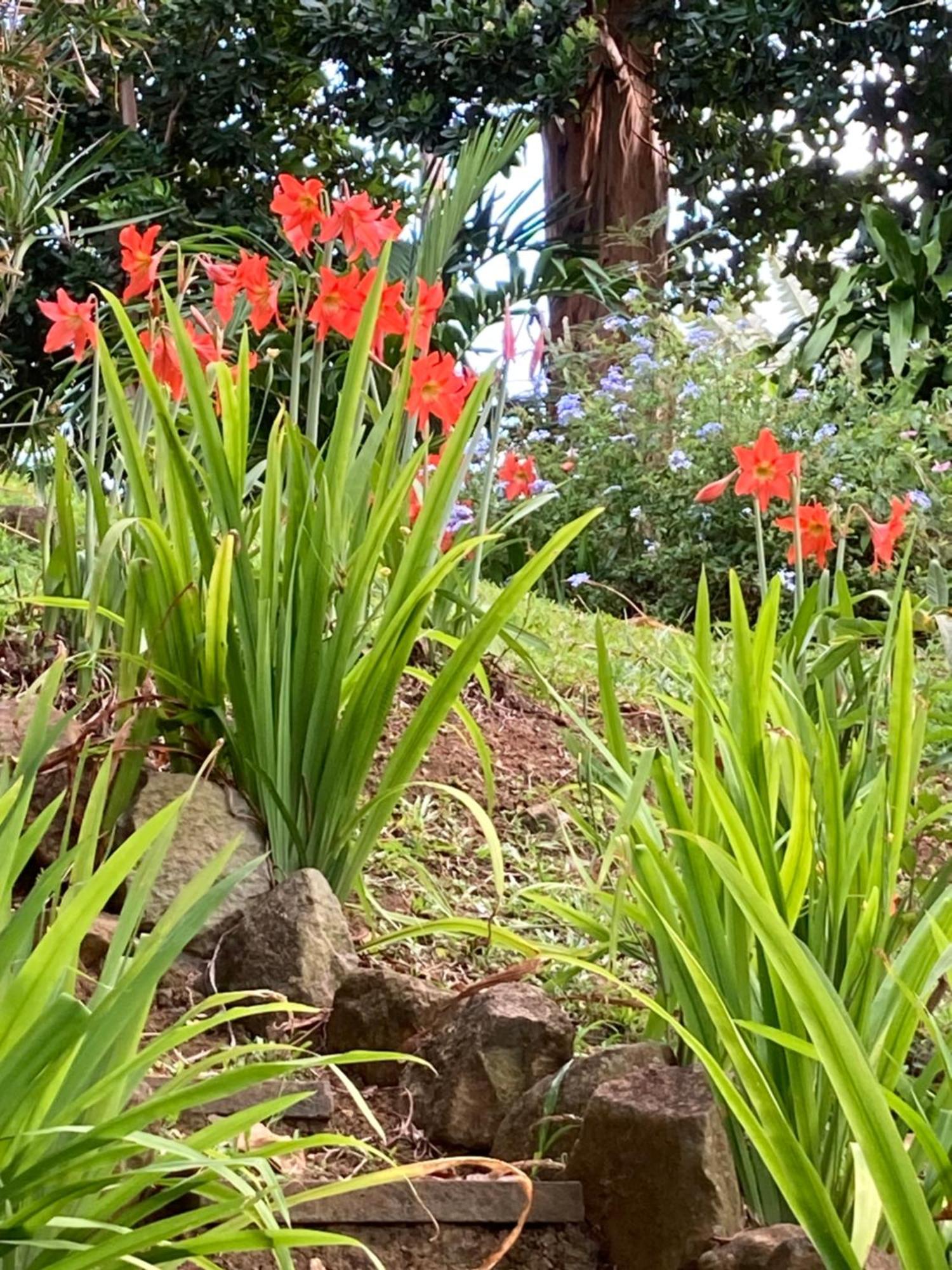 La Siguine Villa Gourbeyre Buitenkant foto